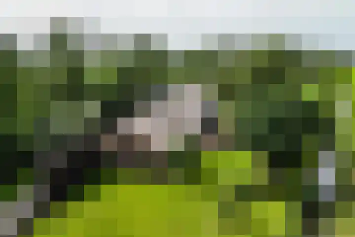 Venedijk Zuid 16 Kamperveen thumbnail 101