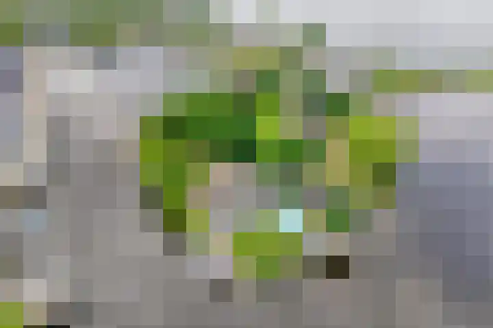 Veneweg 292 c Wanneperveen thumbnail 10