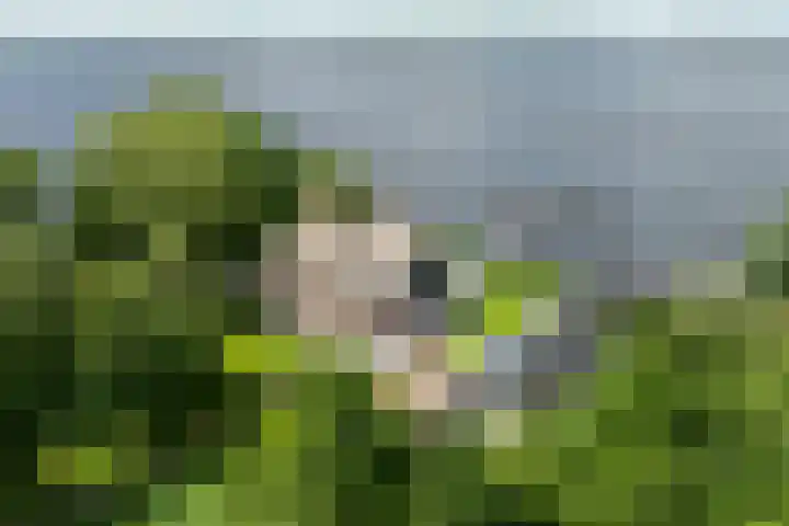 Veneweg 332 Wanneperveen thumbnail 5