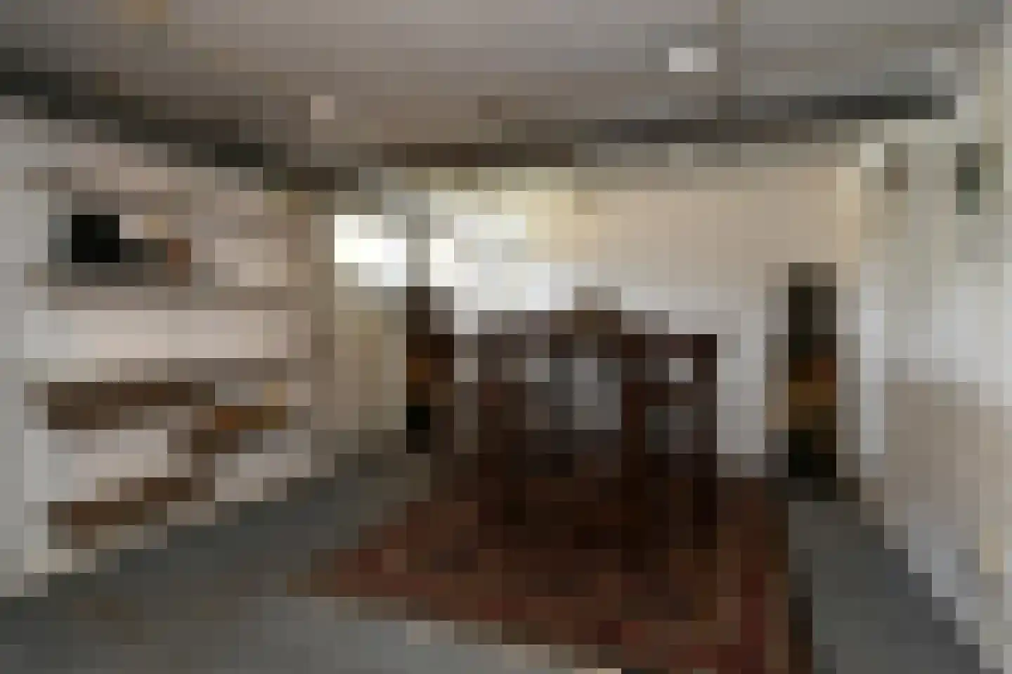 Venloseweg 20 Maasbree thumbnail 17