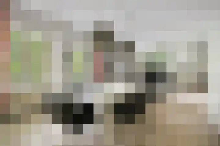 Venloseweg 3 Horst thumbnail 10