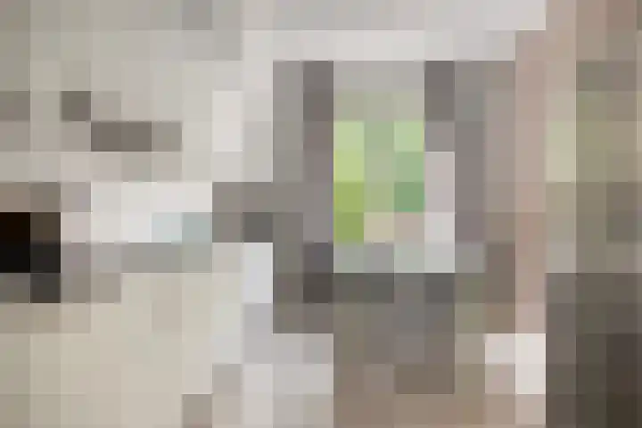 Venloseweg 3 Horst thumbnail 14