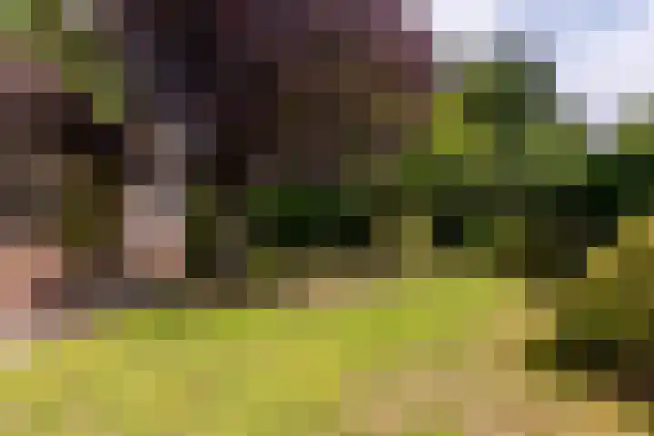 Vennekes 17 Bavel thumbnail 19