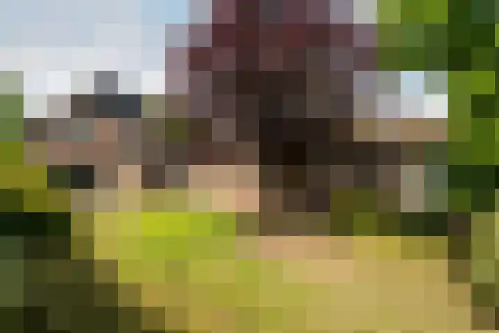 Vennekes 17 Bavel thumbnail 20