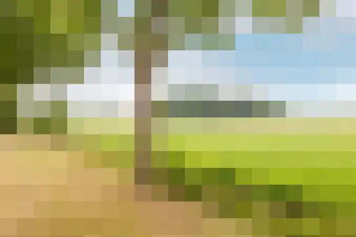 Vennekes 17 Bavel thumbnail 5