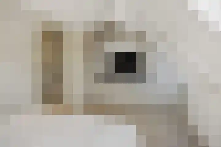 Vennekeshof 31 Deurne thumbnail 23