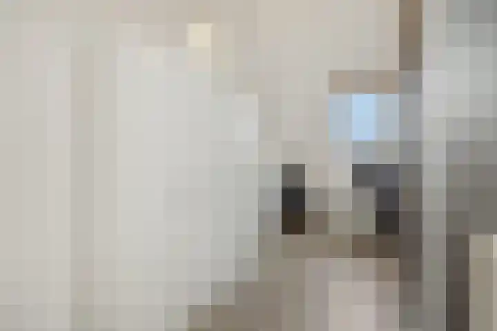 Vennekeshof 31 Deurne thumbnail 27