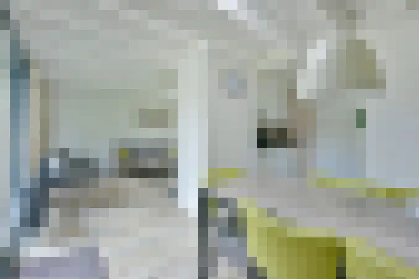 Vennenbos 129 Hapert thumbnail 8