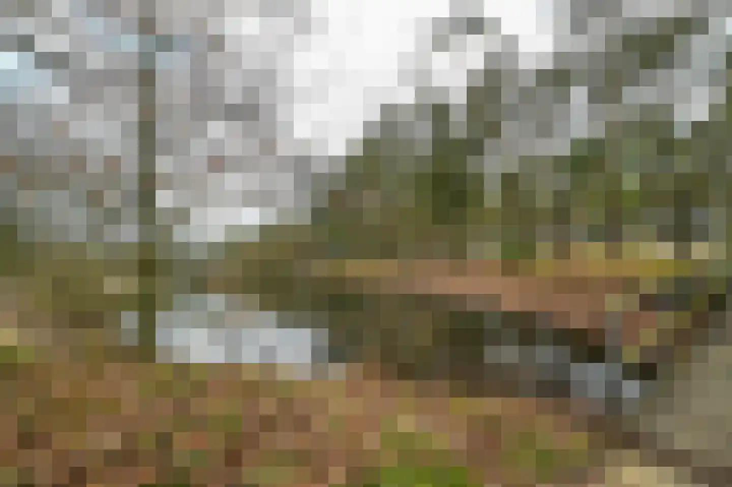 Vennenbos 144 Hapert thumbnail 18