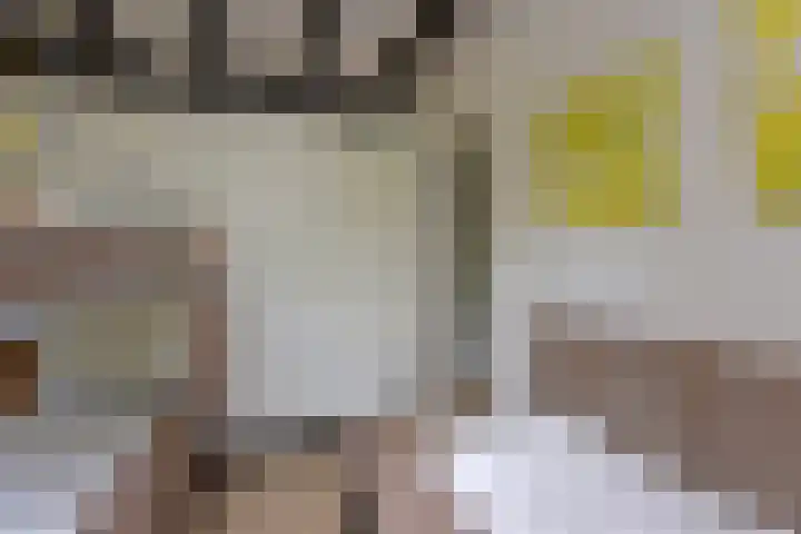 Vennenbos 158 Hapert thumbnail 17