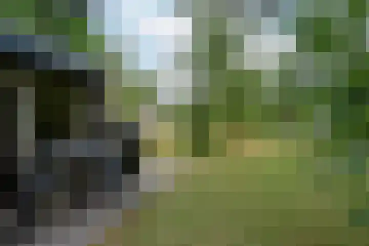 Vennenbos 158 Hapert thumbnail 19