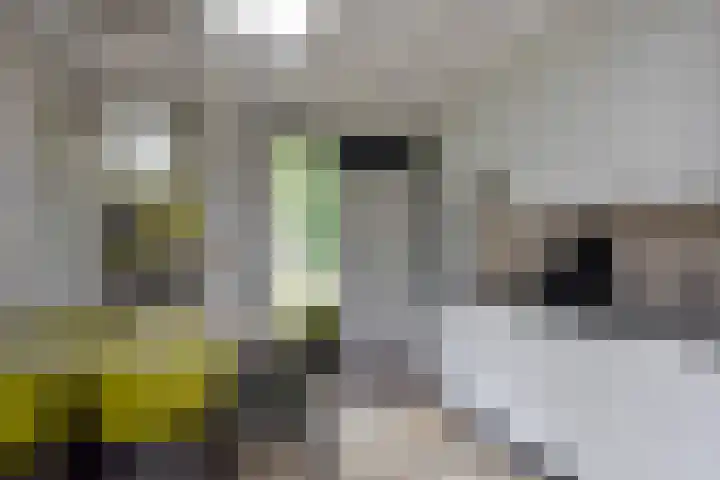 Vennenbos 158 Hapert thumbnail 7