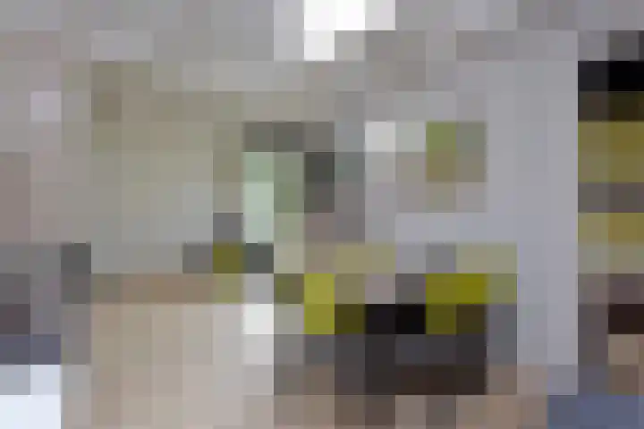 Vennenbos 158 Hapert thumbnail 8