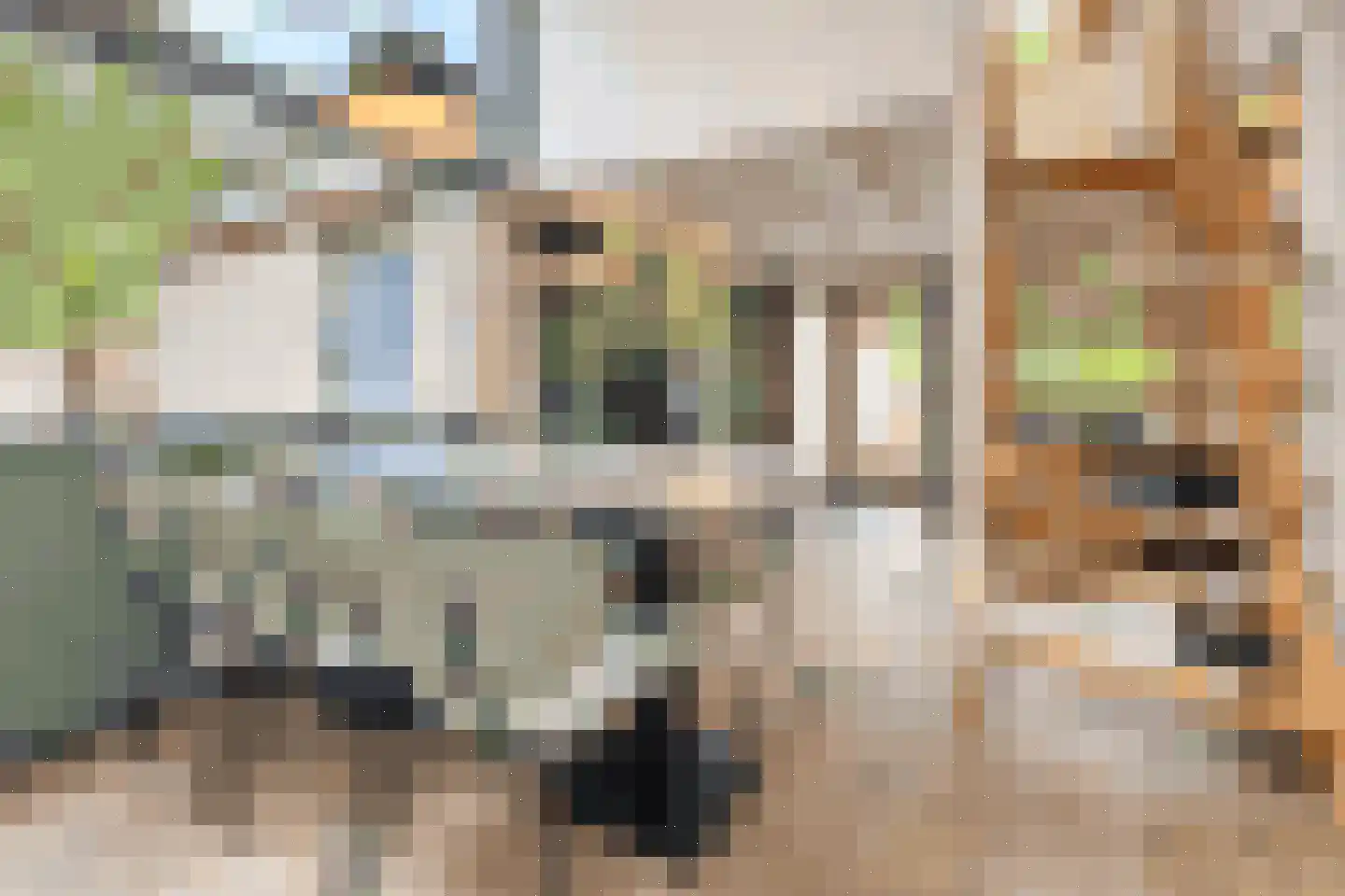 Vennenbos 428 Hapert thumbnail 11