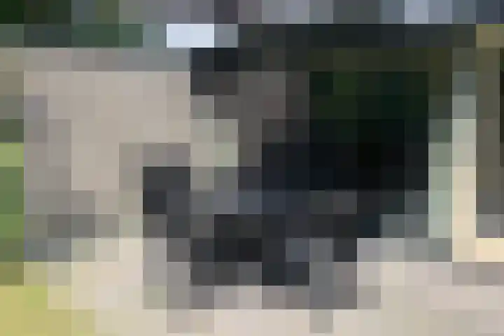 Vennenbos 428 Hapert thumbnail 5