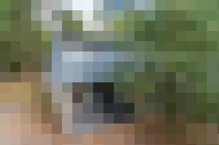 Vennenbos 440 Hapert thumbnail 25