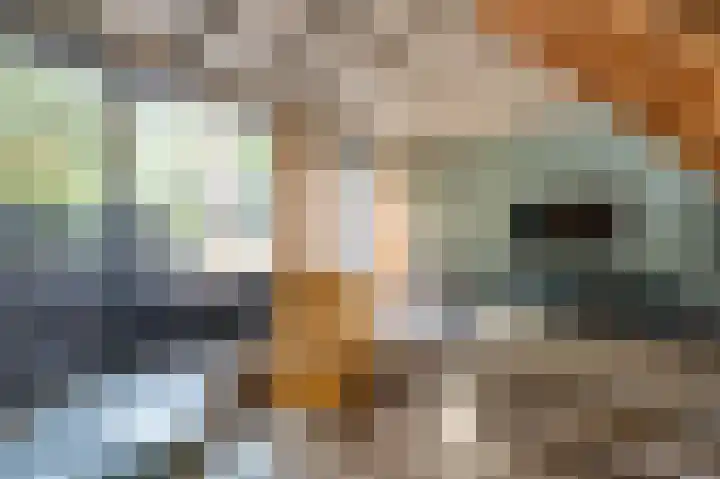 Vennenbos 440 Hapert thumbnail 7