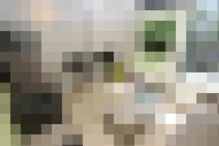 Vennenbos 639 Hapert thumbnail 6