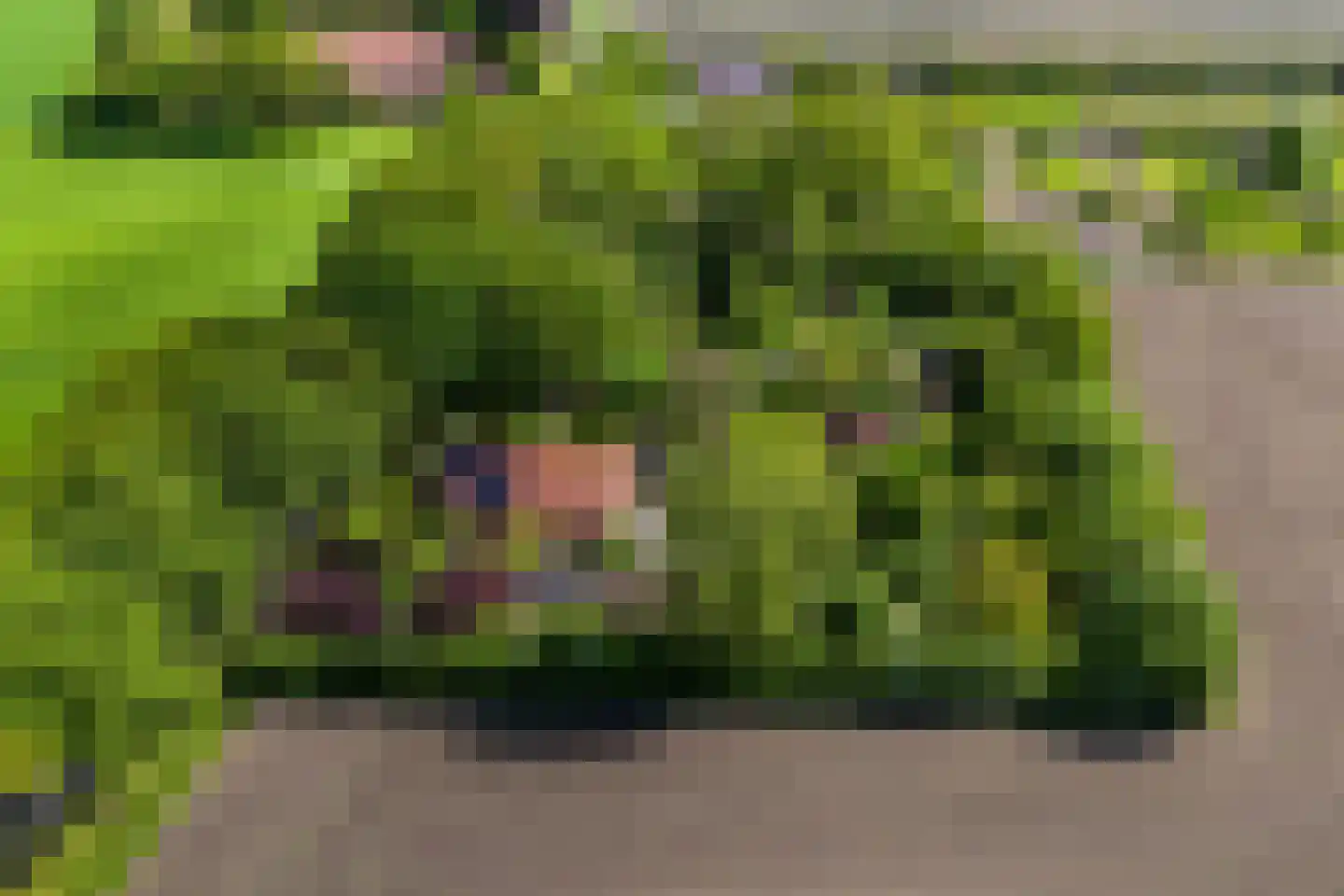 Venneweg 14 Vlagtwedde thumbnail 58