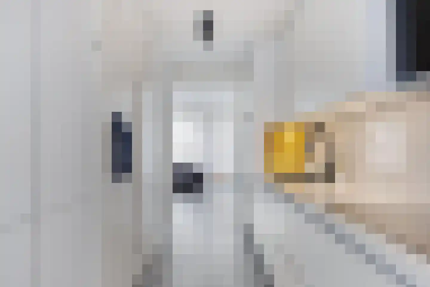 Vennipperstraat 17 Rotterdam thumbnail 9