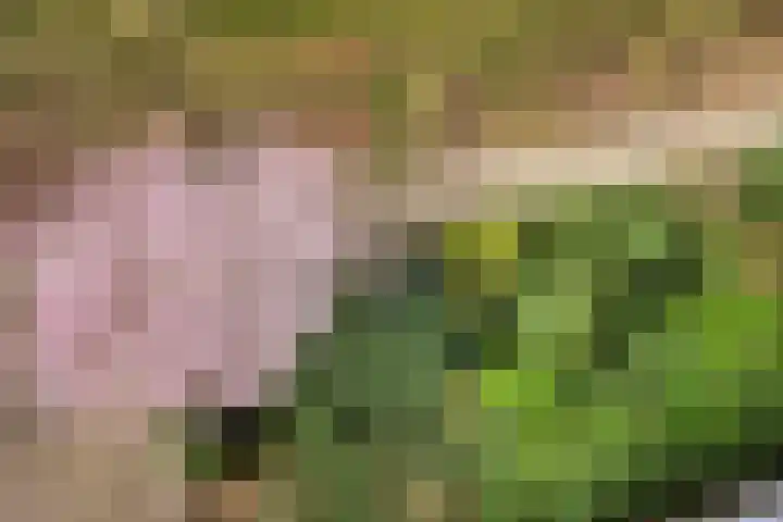 Venuslaan 331 Eindhoven thumbnail 30