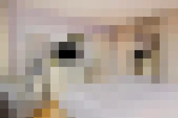 Venuslaan 6 Son en Breugel thumbnail 21