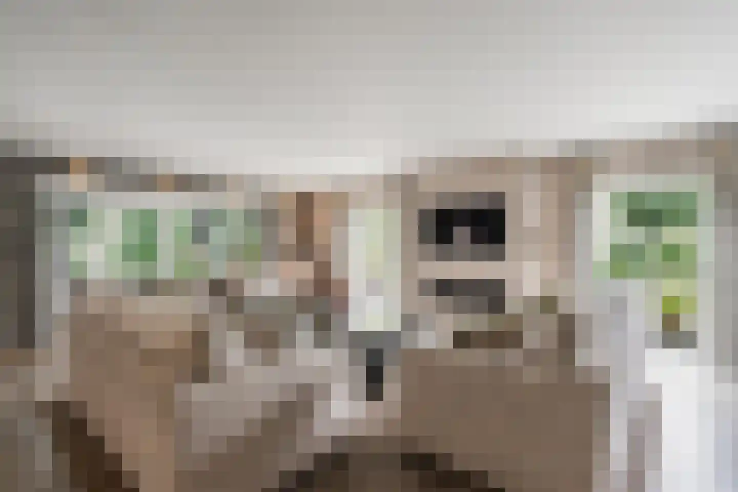 Venusschelp 9 Diemen thumbnail 11