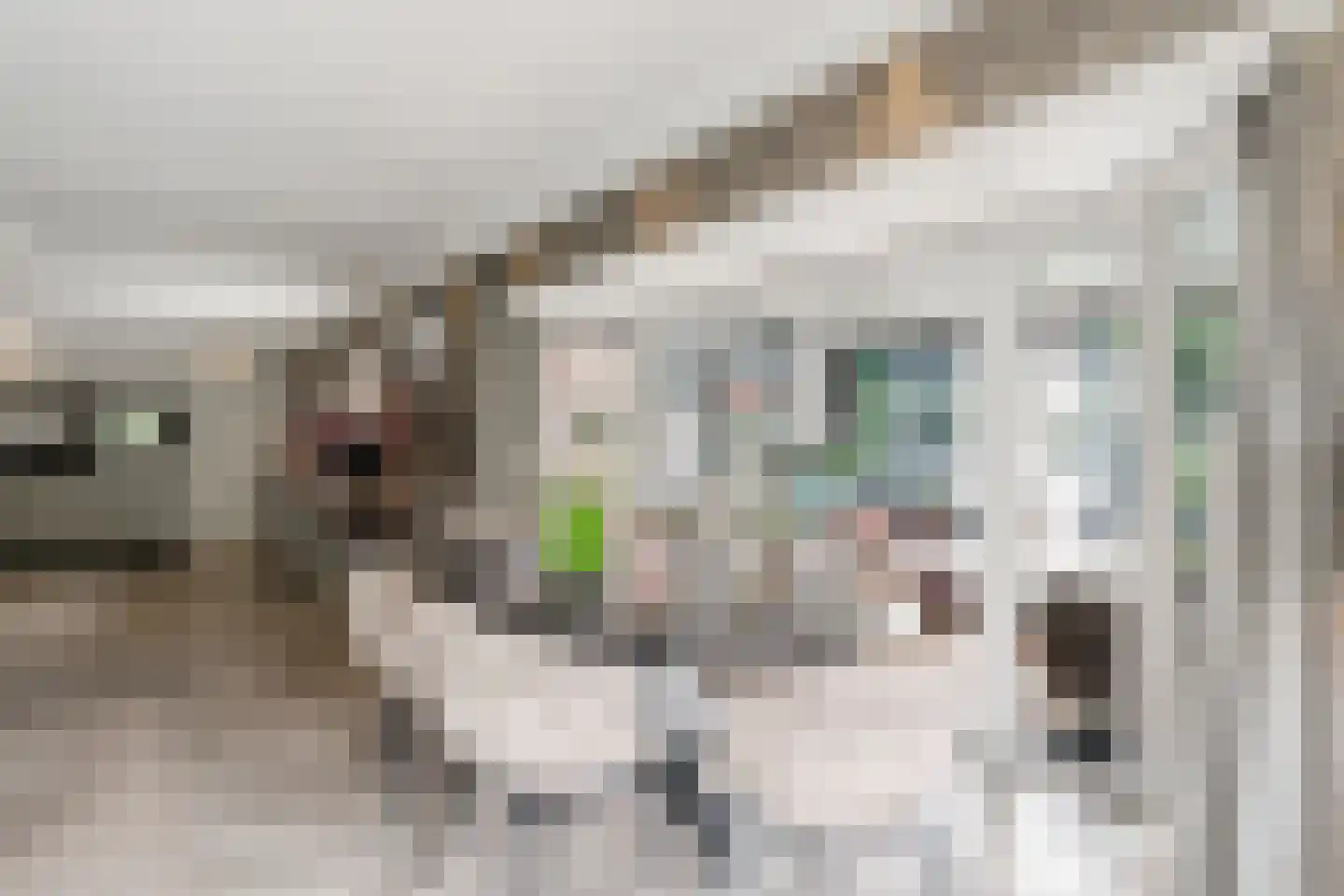 Venusschelp 9 Diemen thumbnail 16