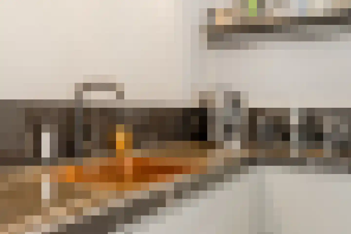 Venusschelp 9 Diemen thumbnail 24