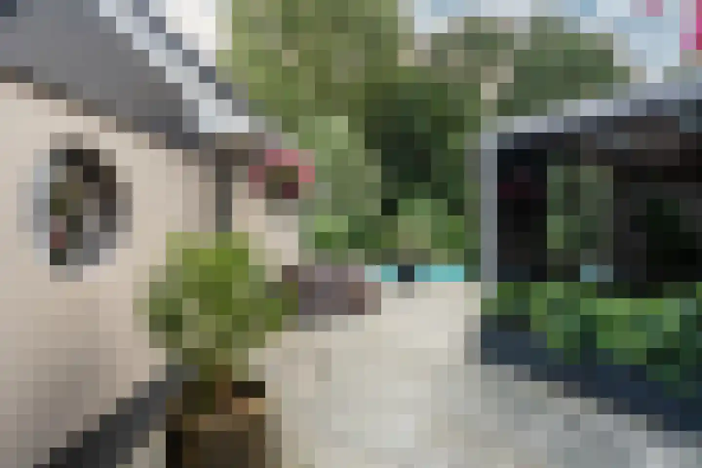 Venusschelp 9 Diemen thumbnail 32