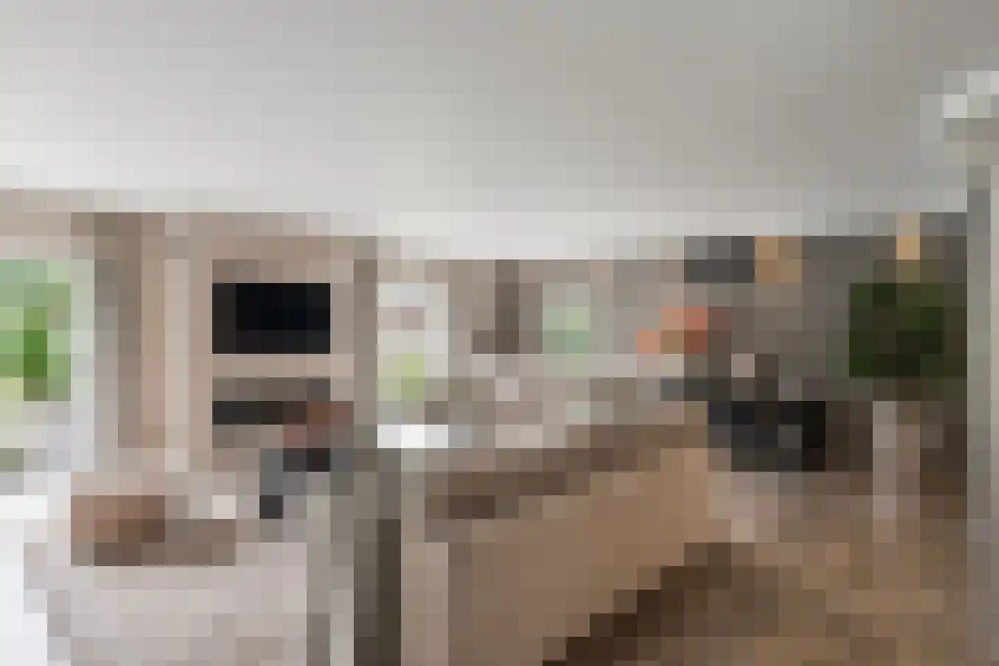 Venusschelp 9 Diemen thumbnail 4
