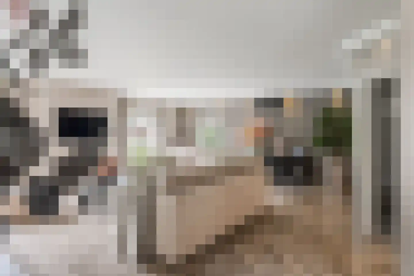 Venusschelp 9 Diemen thumbnail 9