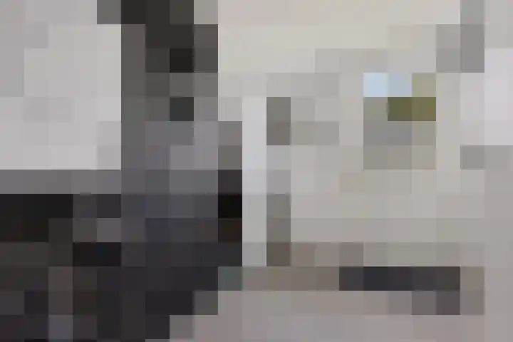 Venusskulp 26 Stiens thumbnail 21
