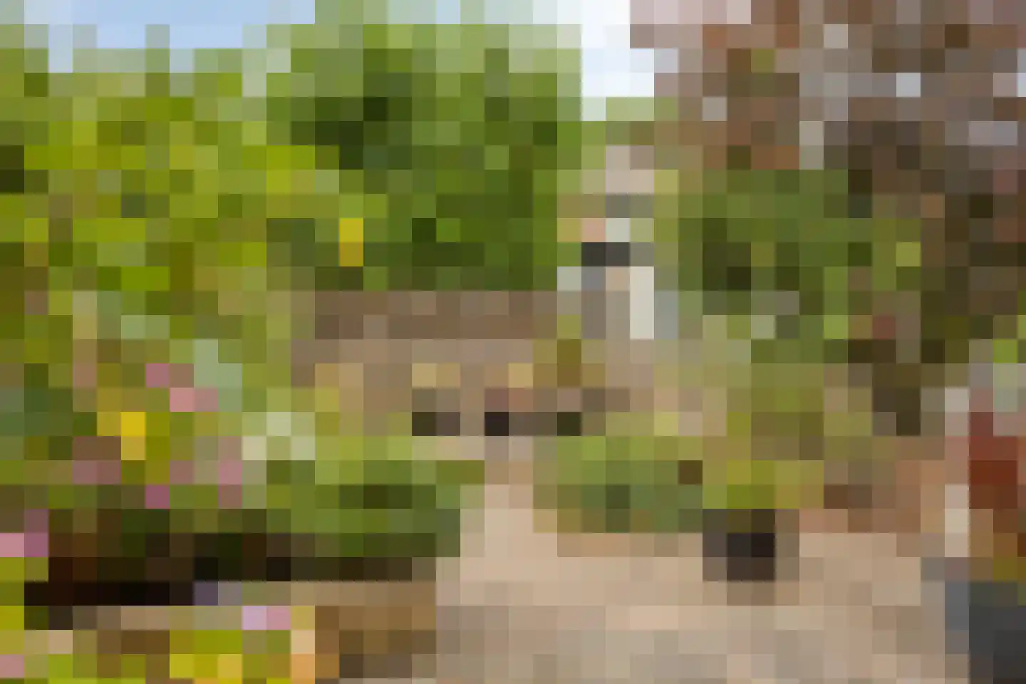 Verfmolen 12 Koog aan de Zaan thumbnail 33