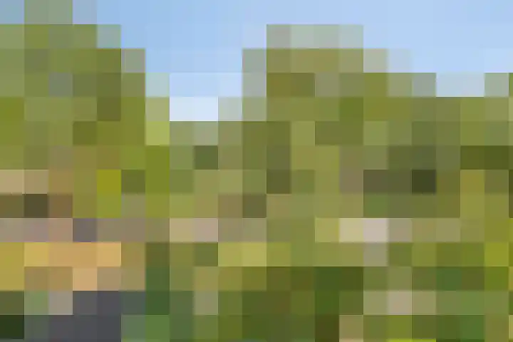 Verfmolen 18 Koog aan de Zaan thumbnail 40