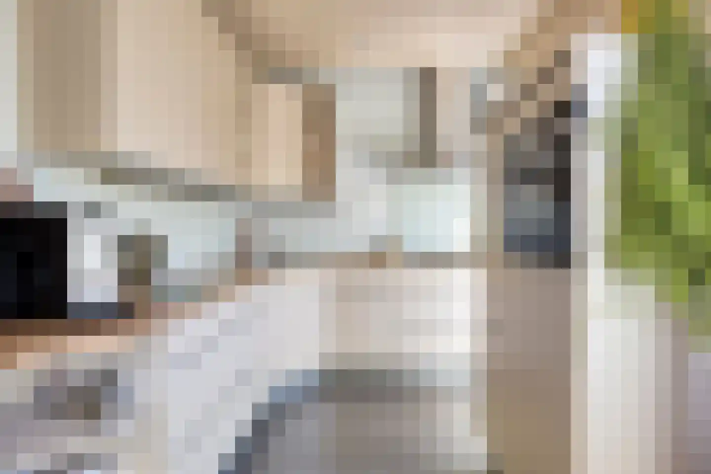 Verfmolen 4 Koog aan de Zaan thumbnail 12