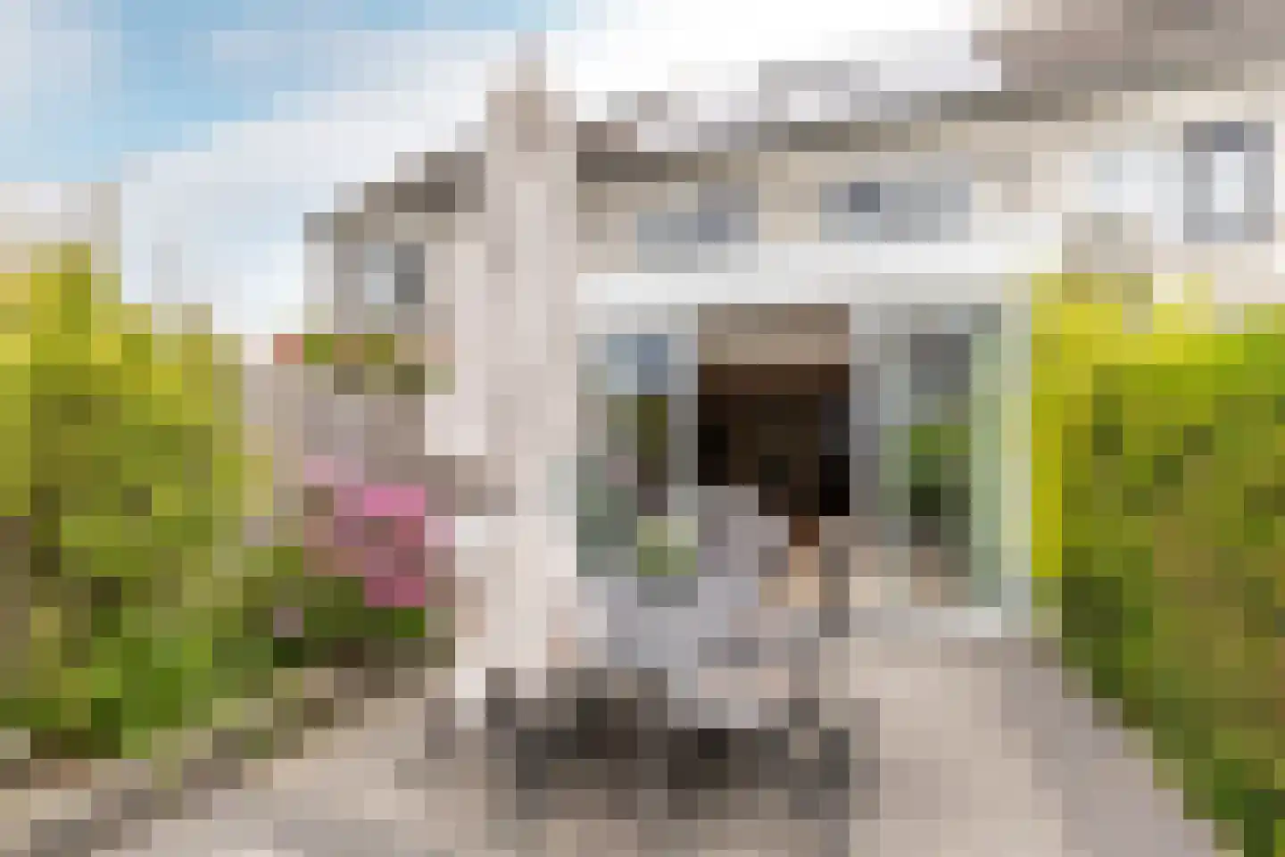Verfmolen 4 Maassluis thumbnail 24