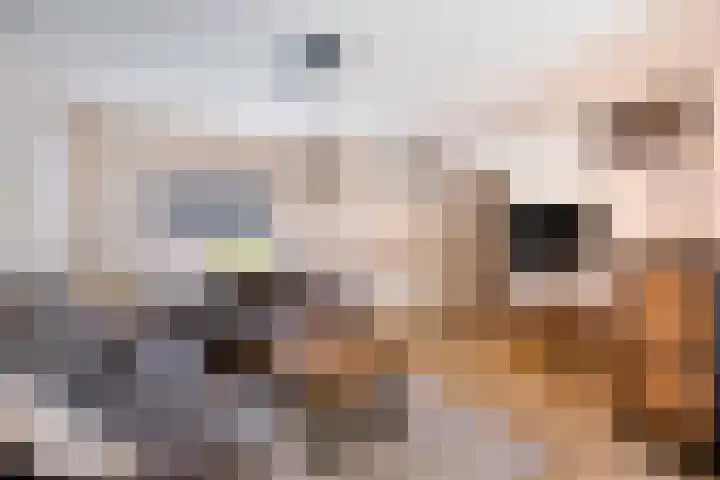 Vergiliushof 14 A Maastricht thumbnail 5