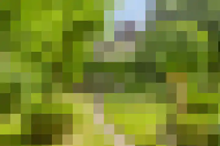 Verheijen van Estveltstraat 3 Boxmeer thumbnail 26