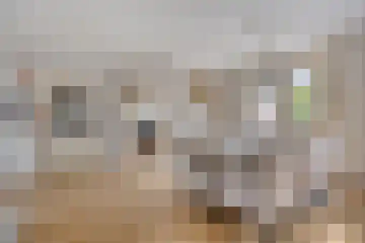 Verlaat 40 Heerhugowaard thumbnail 11