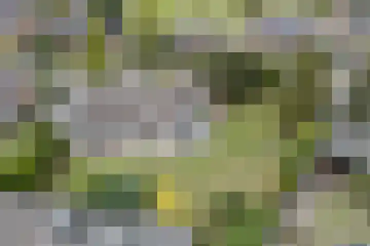 Verlengde Duinstraat 36 Hoogerheide thumbnail 40