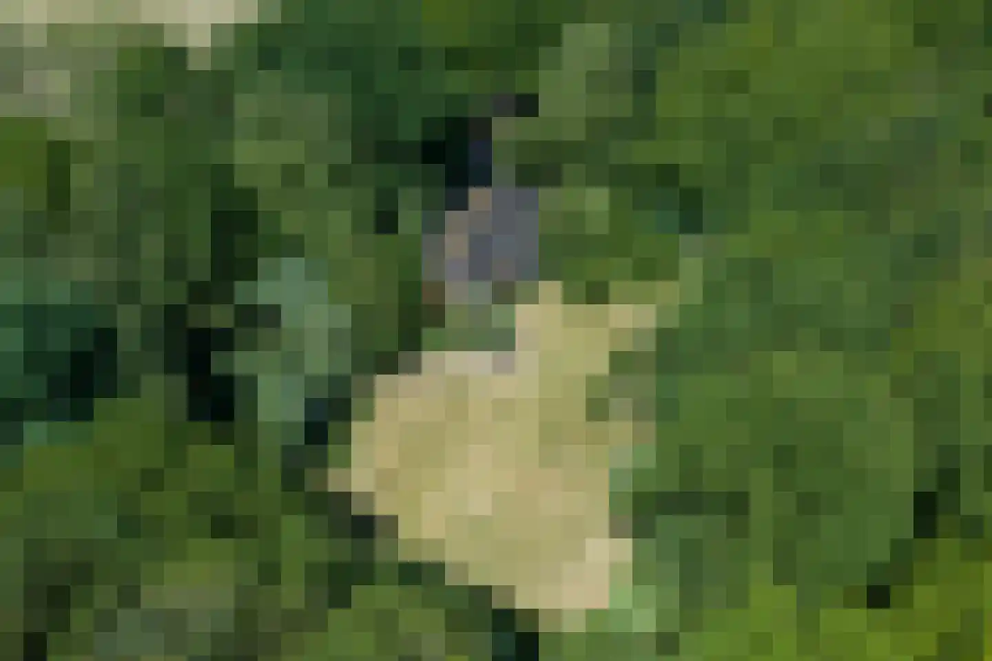 Verlengde Havinga's reed 3 Grootegast thumbnail 4