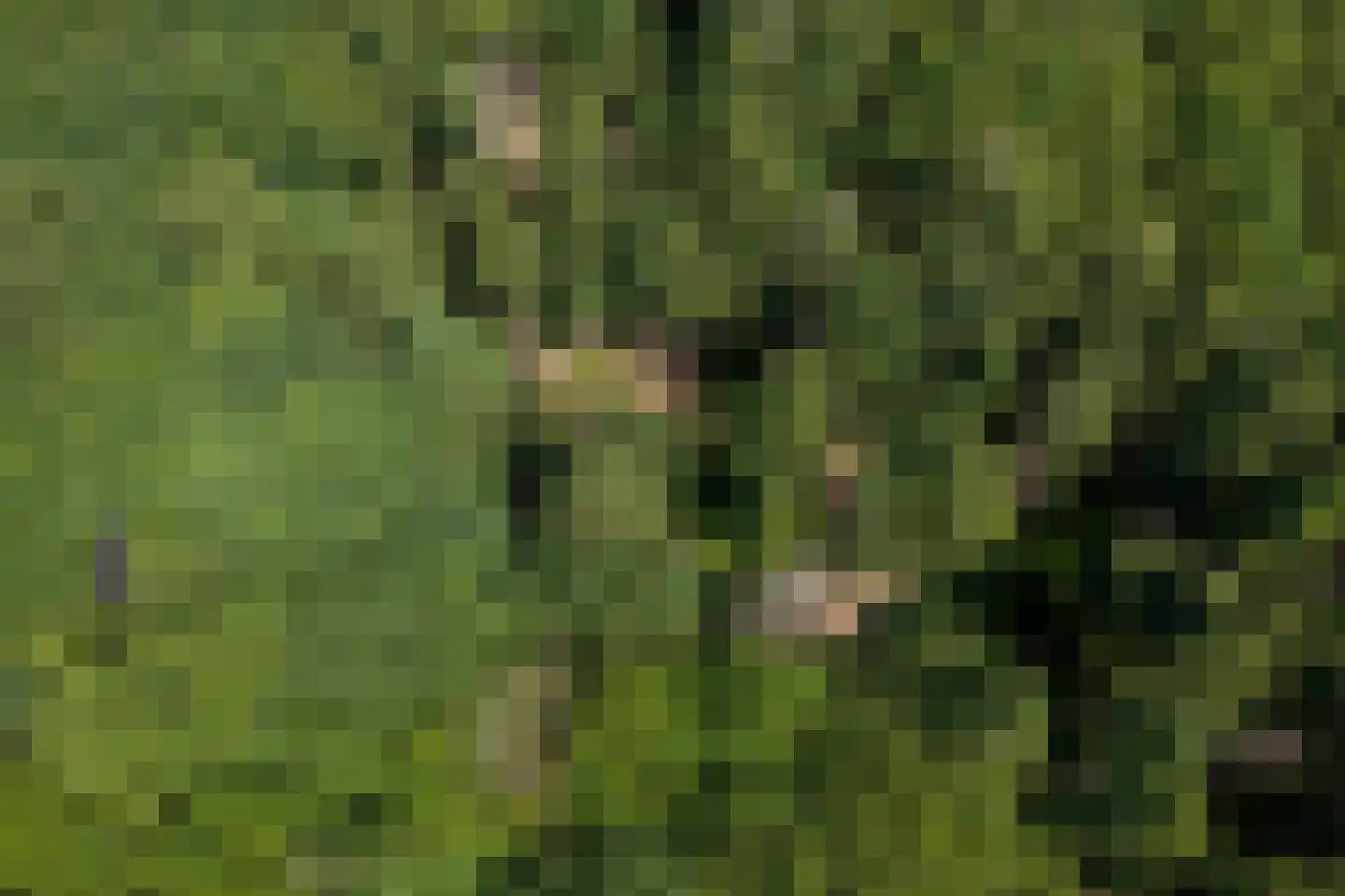 Verlengde Havinga's reed 3 Grootegast thumbnail 92