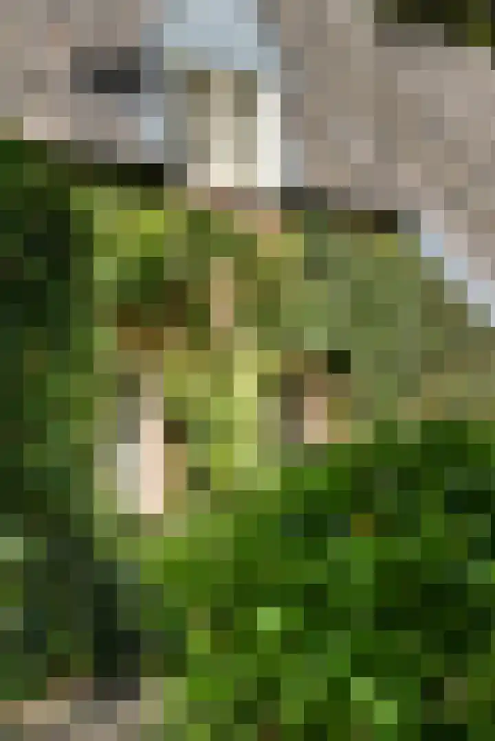 Verlengde Heistraat 5 Sambeek thumbnail 49