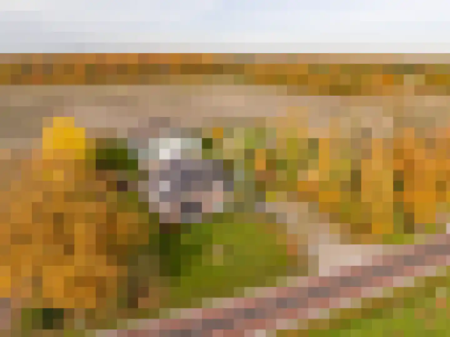 Verlengde Middenraai 117 Nieuw-Balinge thumbnail 84