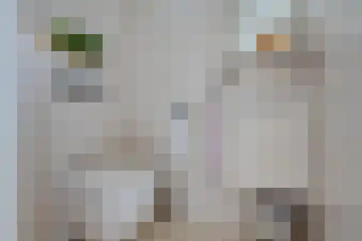 Verlengde Vaart ZZ 92 B Erica thumbnail 6