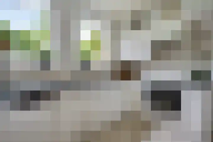 Verlengde Vaart ZZ 92 B Erica thumbnail 7