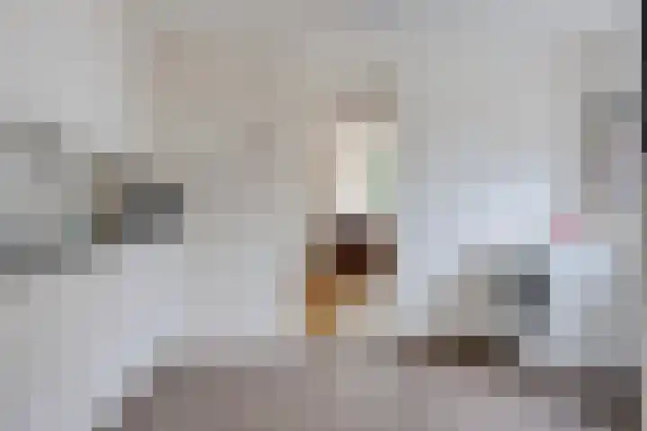 Verlengde van Echtenskanaal NZ 51 Zwartemeer thumbnail 10