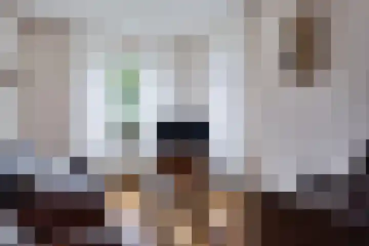Verlengde van Echtenskanaal NZ 51 Zwartemeer thumbnail 5