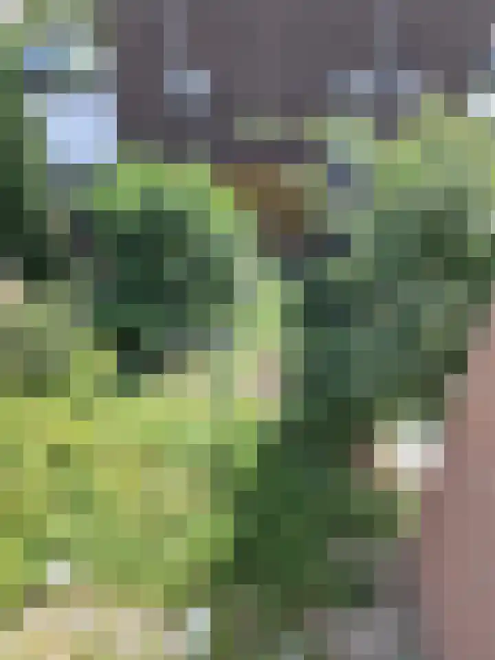 Vermaetweg 10 Pernis Rotterdam thumbnail 9